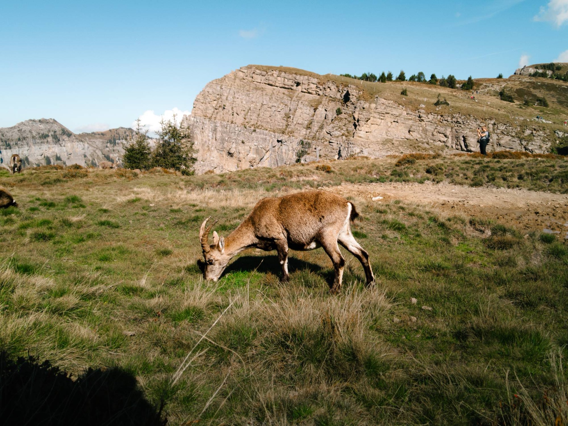 Steinbock beim Grasen auf einer Alpweide vor einer Felswand